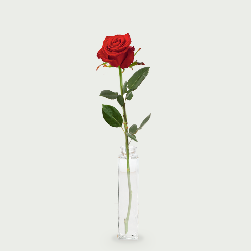 tot 10 rode rozen bestellen? | Topgeschenken.nl