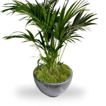 Kentia palm 125 cm
