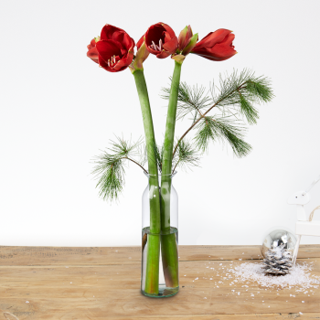 Boeket Amely