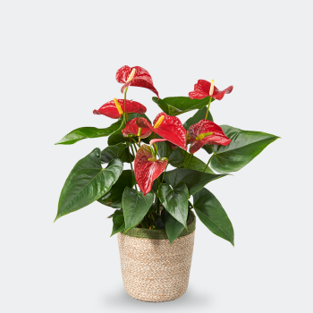 Anthurium rood