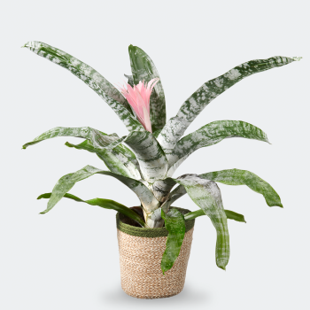 Aechmea fasciata primera