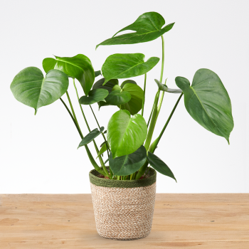Monstera Deliciosa