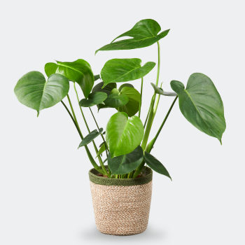 Monstera Deliciosa