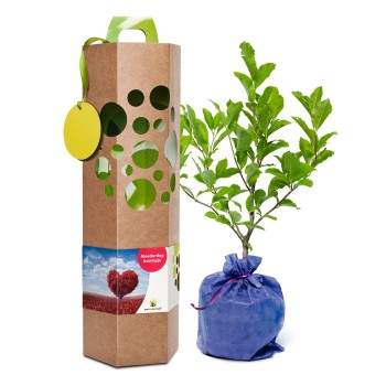 Geefeenboompje Moederdag