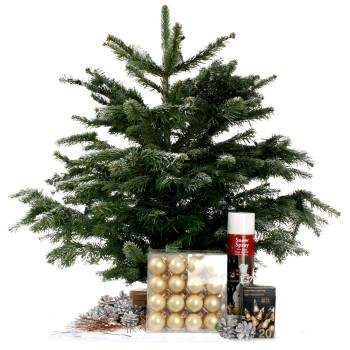 Nordmann mini kerstboom Champagne