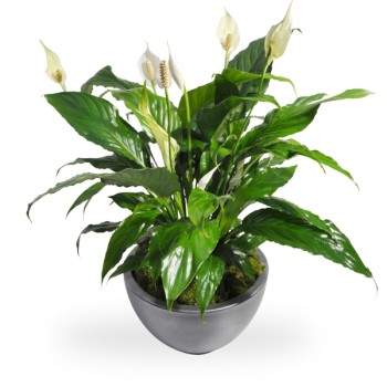 Spathiphyllum in pot