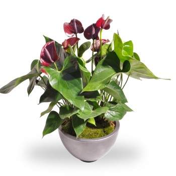 Anthurium rood met pot