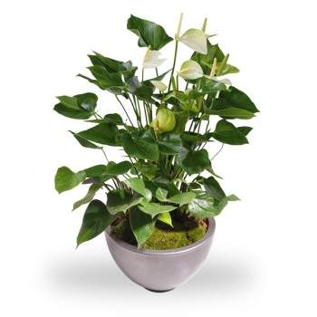 Anthurium wit met pot