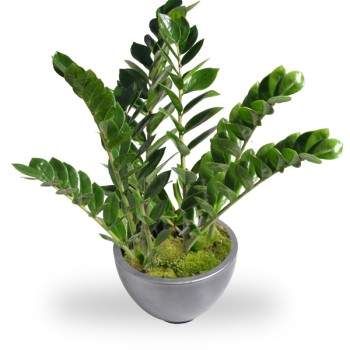 Zamioculcas in pot