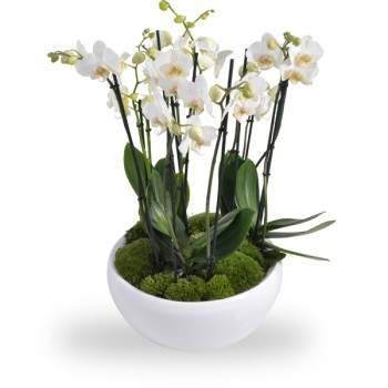 Orchidee schaal wit