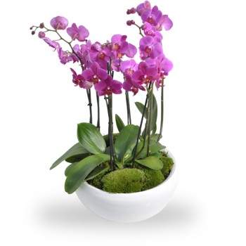 Orchidee schaal roze