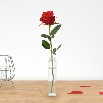 1 tot 10 lange rode rozen