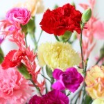 Brievenbus Dianthus