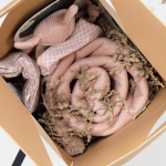 Geboorte cadeau roze