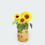 Zonnebloemen kweektuintje