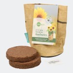 Grow your own - Sunflowers