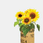 Grow your own - Sunflowers