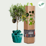 Mariage tree Olive