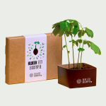 Tree grow set Ginkgo Biloba