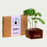 Tree grow set Ginkgo Biloba Bedankt!