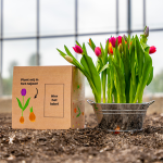 Tulip bulb package