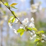 Zeepset bloemen