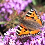 Vlinderbloem kweektuintje